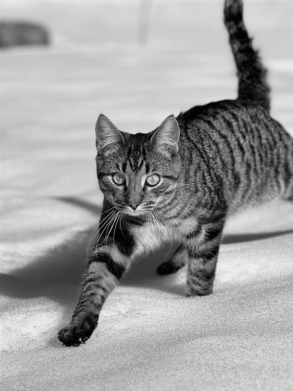 Tarzan